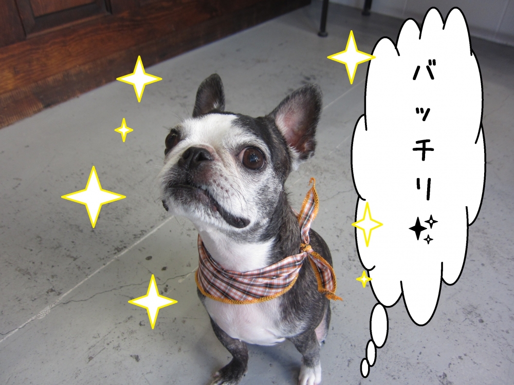 えっへんボストンテリア