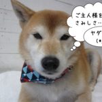 寂しそうな柴犬