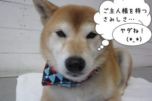 寂しそうな柴犬