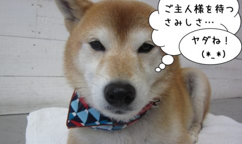 寂しそうな柴犬