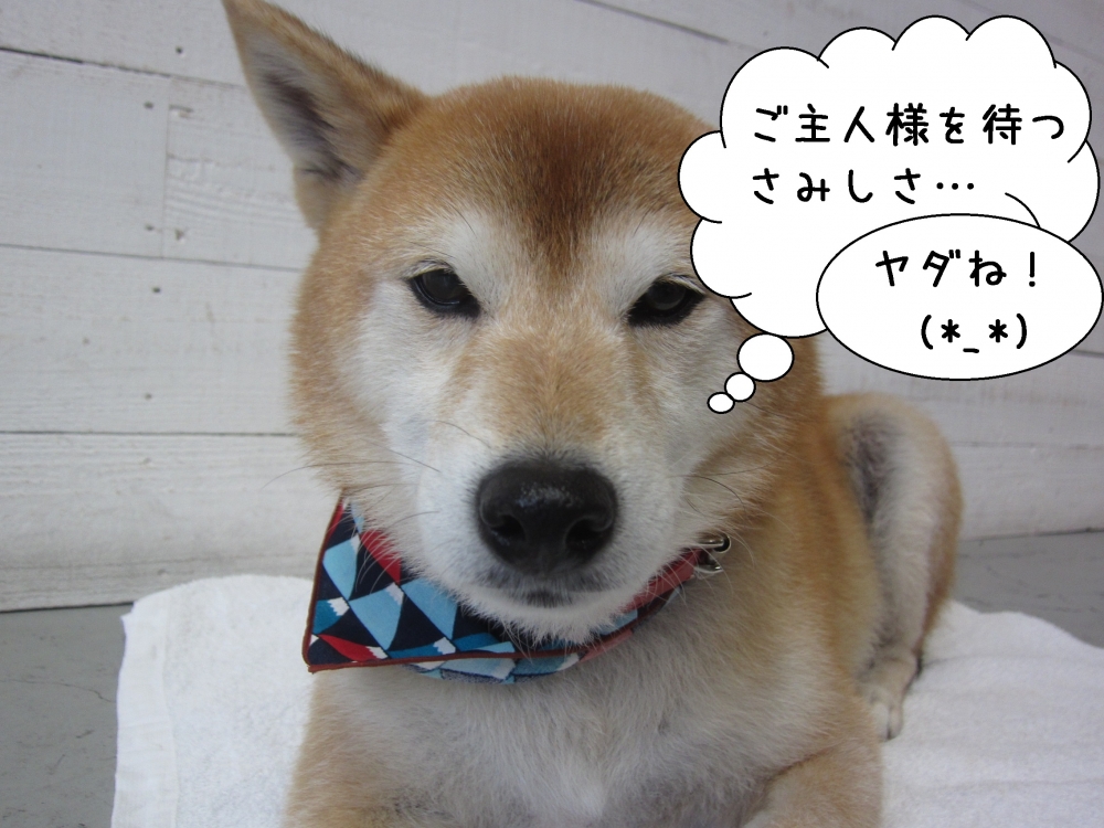 寂しそうな柴犬