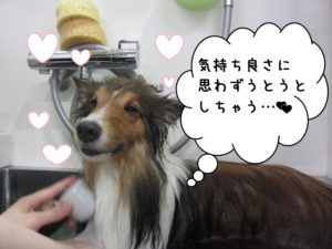シャンプー中シェルティー