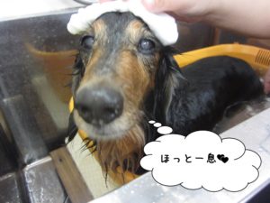 スパ中ミニチュアダックス