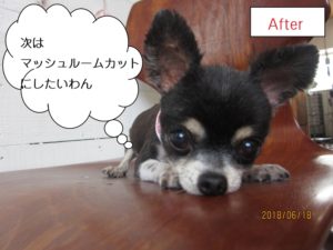 カット後チワワ