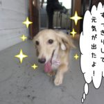 笑顔走るミニチュアダックス