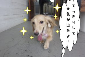 笑顔走るミニチュアダックス