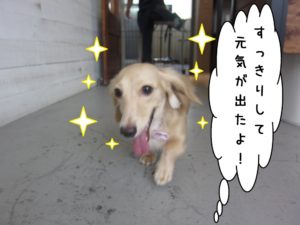 笑顔走るミニチュアダックス