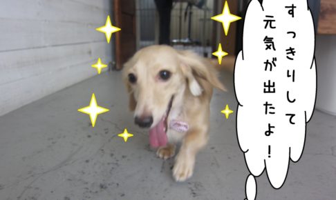 笑顔走るミニチュアダックス