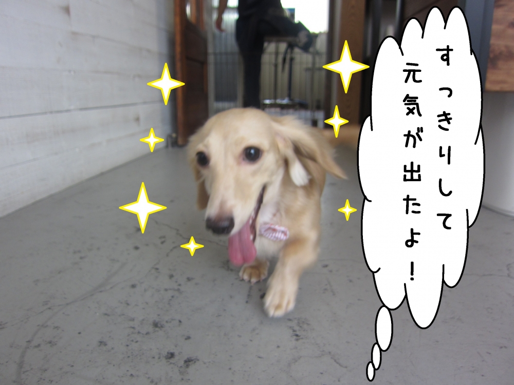 笑顔走るミニチュアダックス