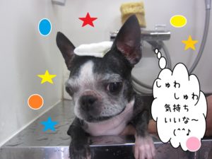スパ中ボストンテリア