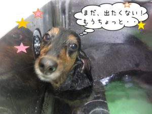 スパ中ミニチュアダックス