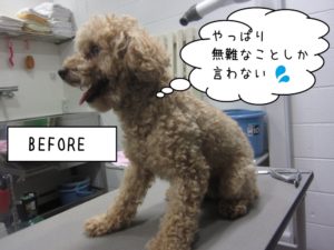 カット前トイプードル