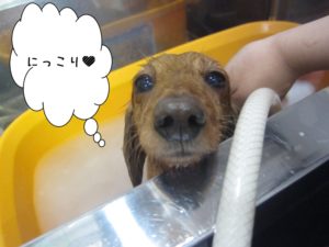 スパ中ミニチュアダックス