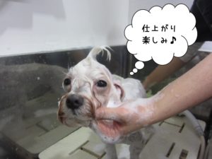 シャンプー中マルチーズ