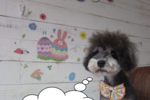 えっへんMシュナ