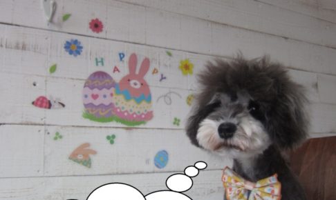 えっへんMシュナ