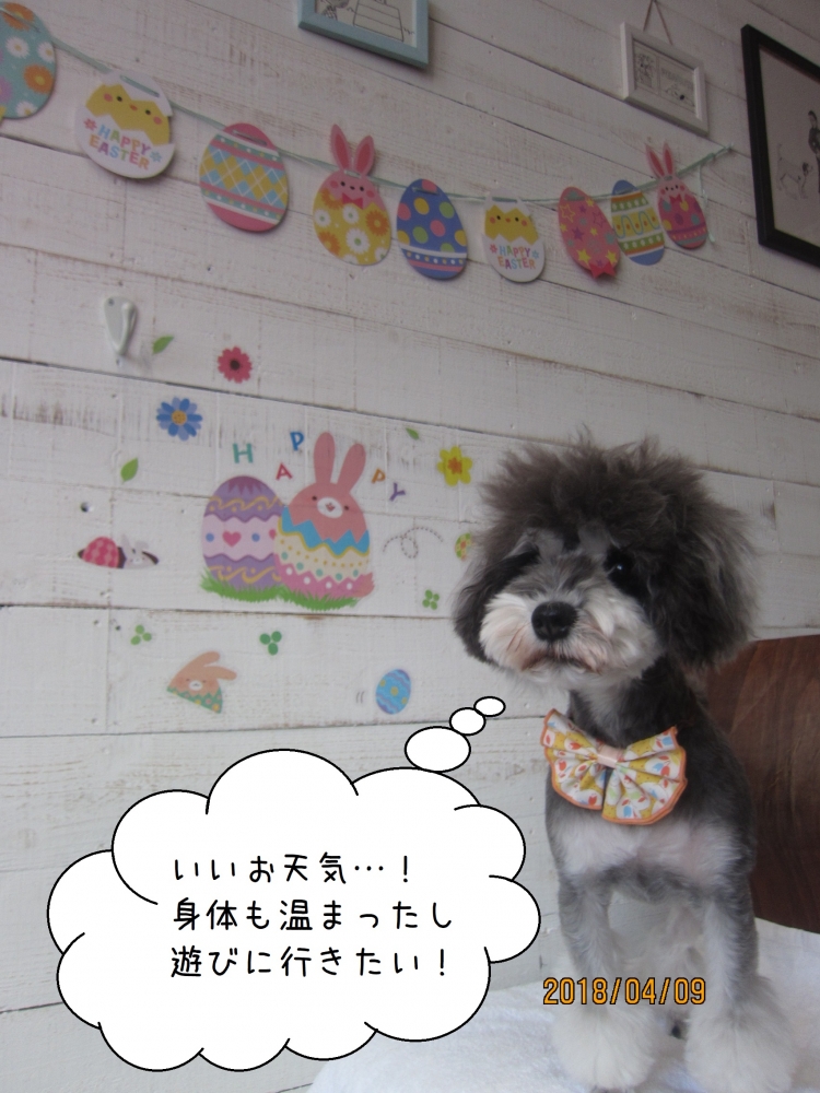 えっへんMシュナ