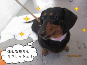 施術後ミニチュアダックス