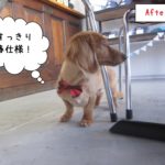 横顔ミニチュアダックス