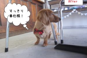 横顔ミニチュアダックス