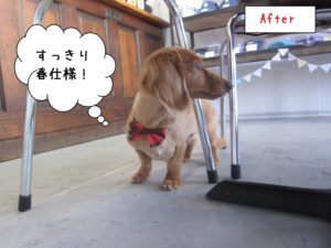 横顔ミニチュアダックス