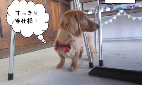 横顔ミニチュアダックス