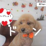 おすましトイプードル
