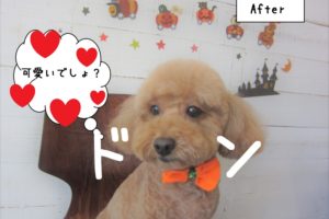 おすましトイプードル