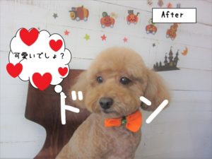 おすましトイプードル