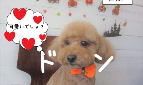 おすましトイプードル