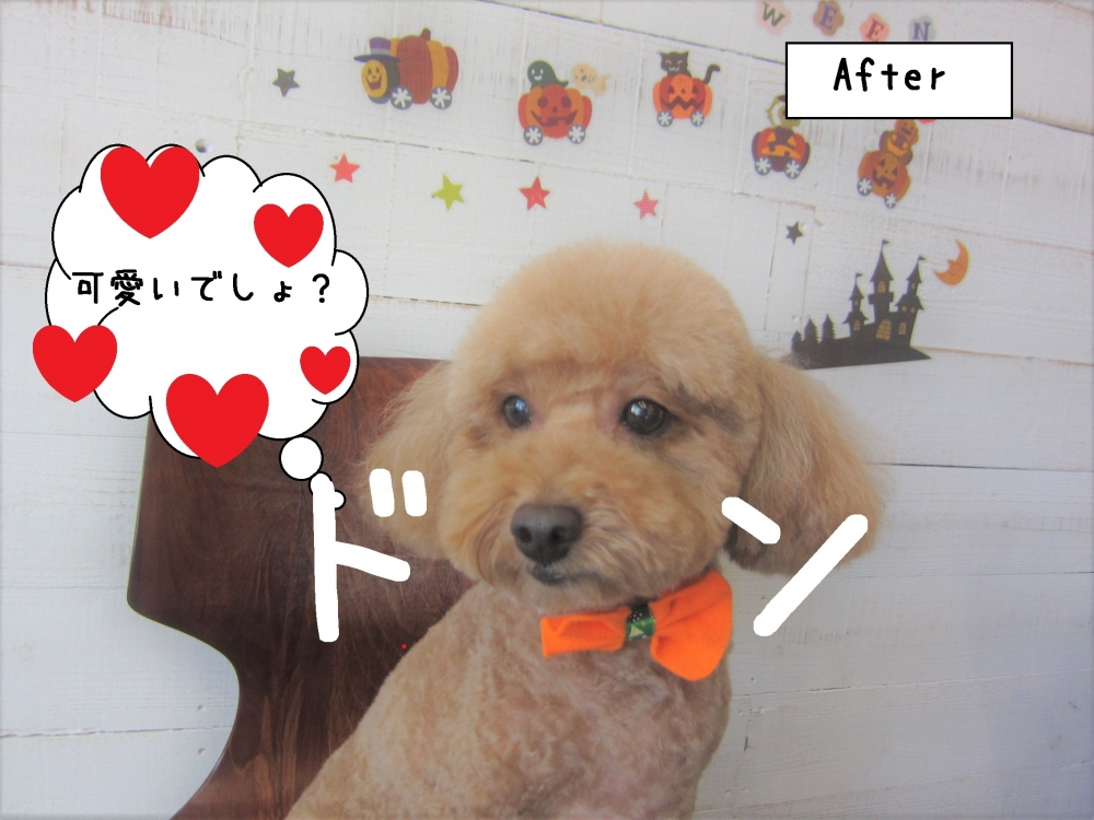 おすましトイプードル