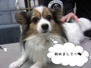 カット前パピヨン