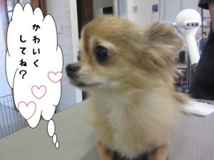 カット前チワワ