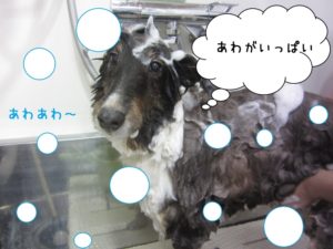 シャンプー中シェルティー