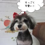 おすましMシュナ