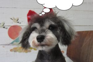 おすましMシュナ