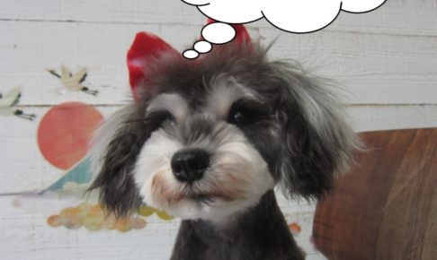 おすましMシュナ