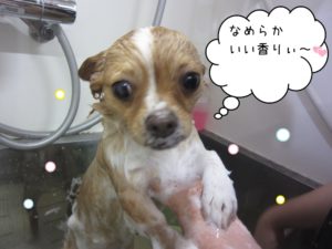 シャンプー中チワワ