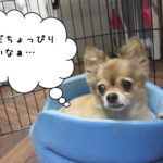 くつろぎチワワ