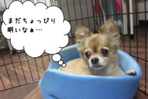 くつろぎチワワ