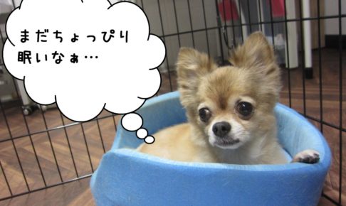 くつろぎチワワ