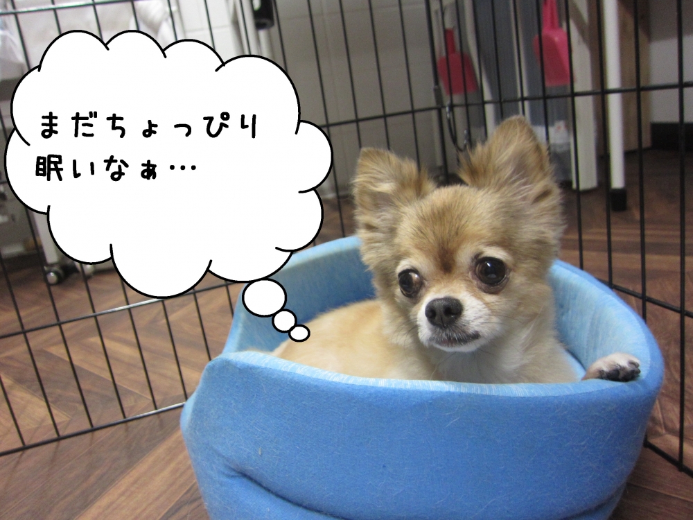 くつろぎチワワ