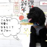 笑顔黒トイプードル