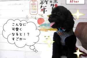 笑顔黒トイプードル