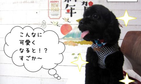 笑顔黒トイプードル