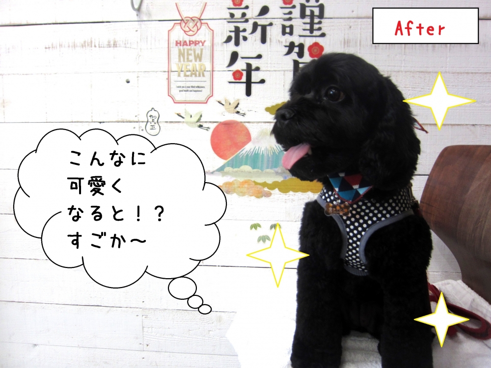 笑顔黒トイプードル