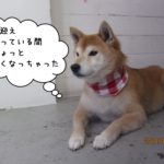 おすわりゆったり柴犬