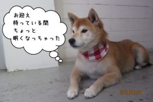 おすわりゆったり柴犬