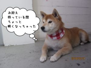 おすわりゆったり柴犬