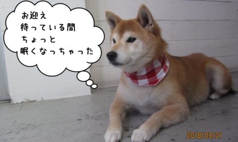 おすわりゆったり柴犬